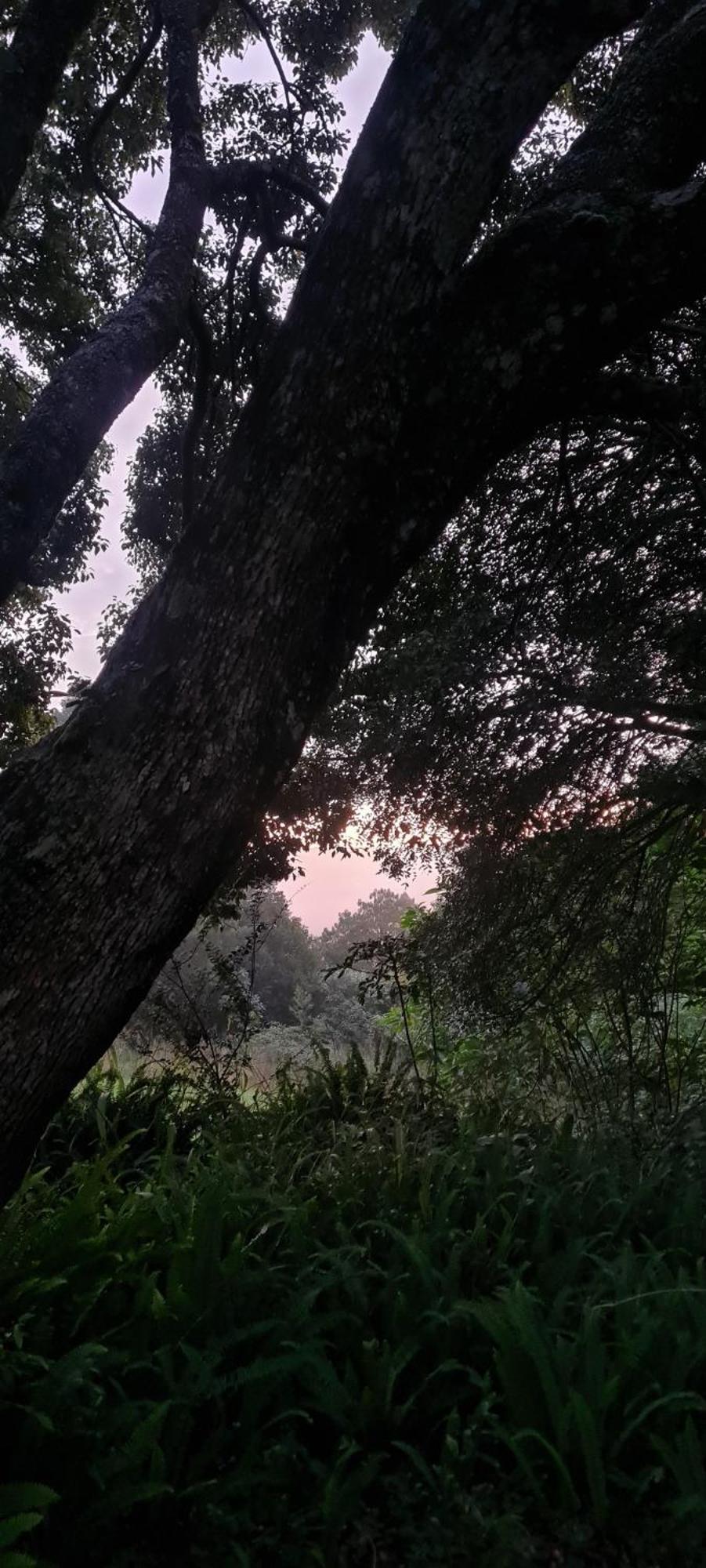 Mosswood Bed & Breakfast Graskop Bagian luar foto